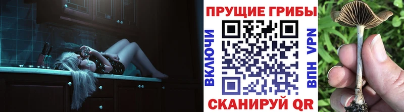 купить наркотики сайты  Эртиль  Галлюциногенные грибы Psilocybine cubensis 